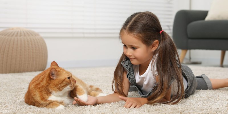 When Should You Hire a Professional Carpet Cleaning Team?